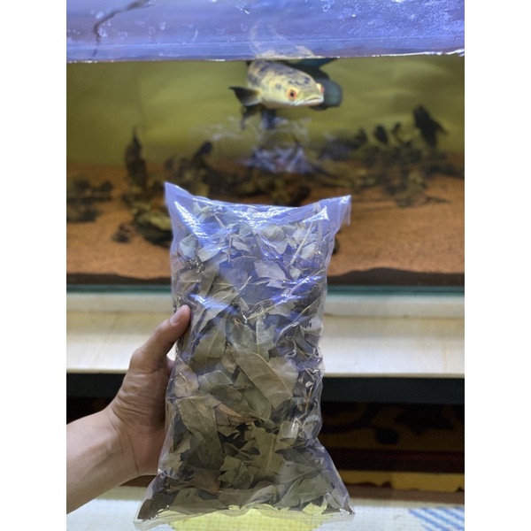 daun kelakai / kelakai kering / progress bunga maru / progress ikan channa
