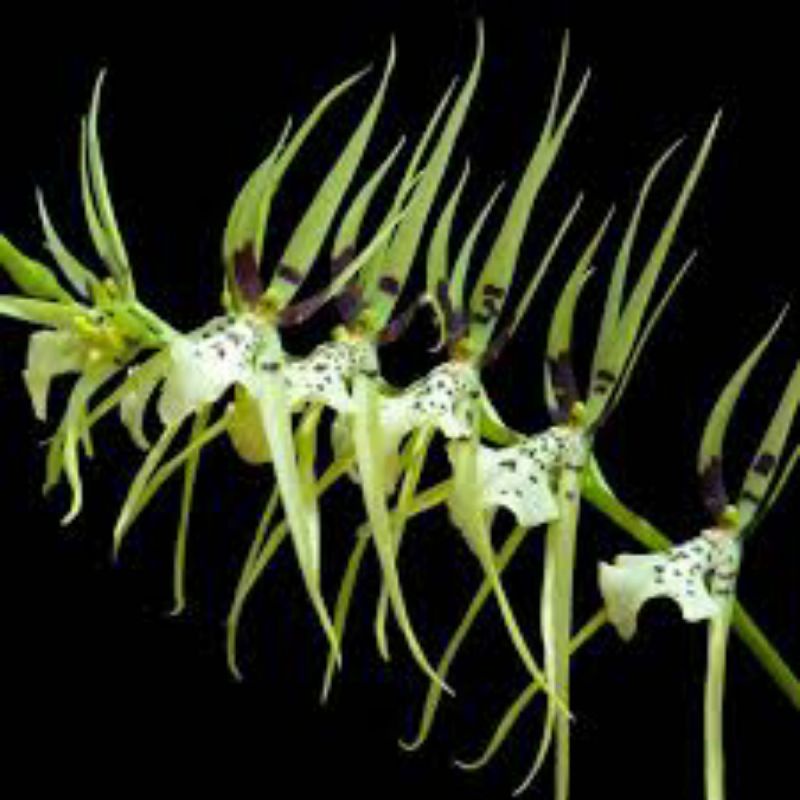 dendro