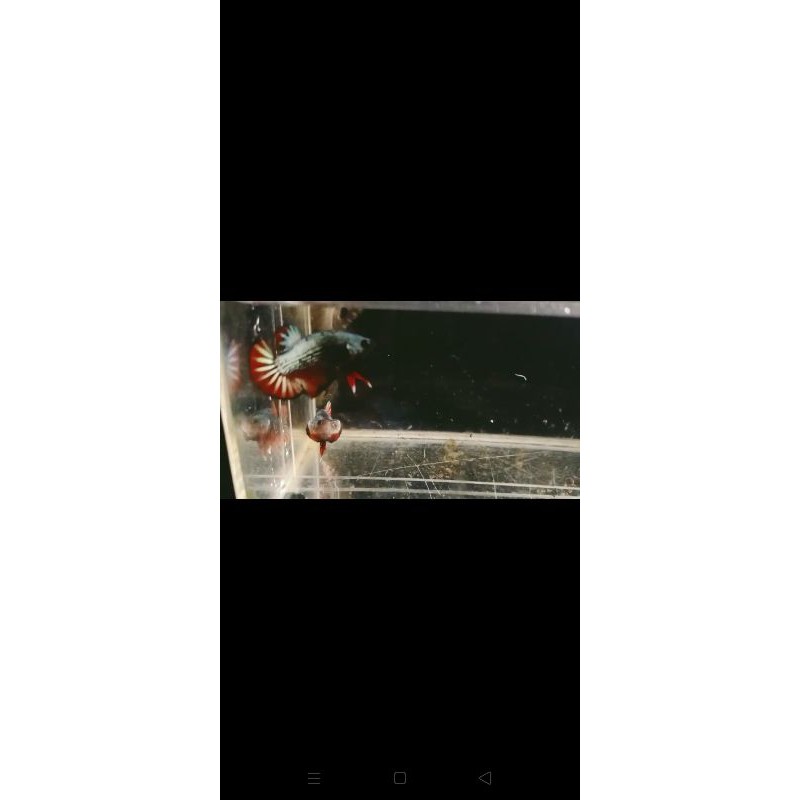 Bahan Avatar Gold Vampire