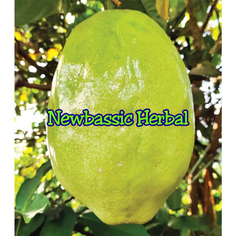 

buah markisa jumbo 2kg