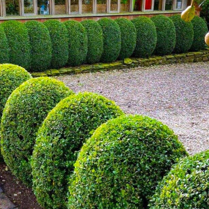 Bonsai Bonsae Teh-Tehan Tanaman Pembatas Pagar Hias Pohon 001