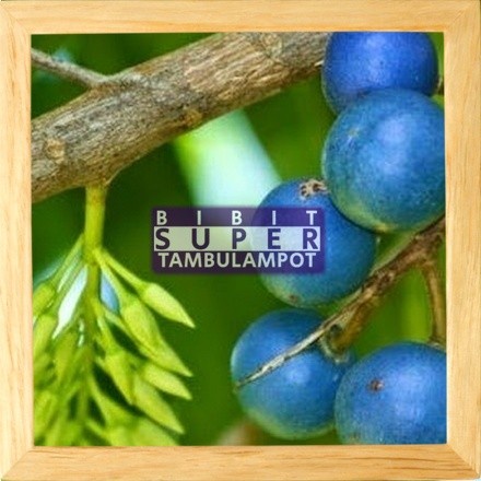 TERPERCAYAA Bibit Tanaman Buah jenitri Okulasi Stek Cangkok Unggul Tambulampot YEES