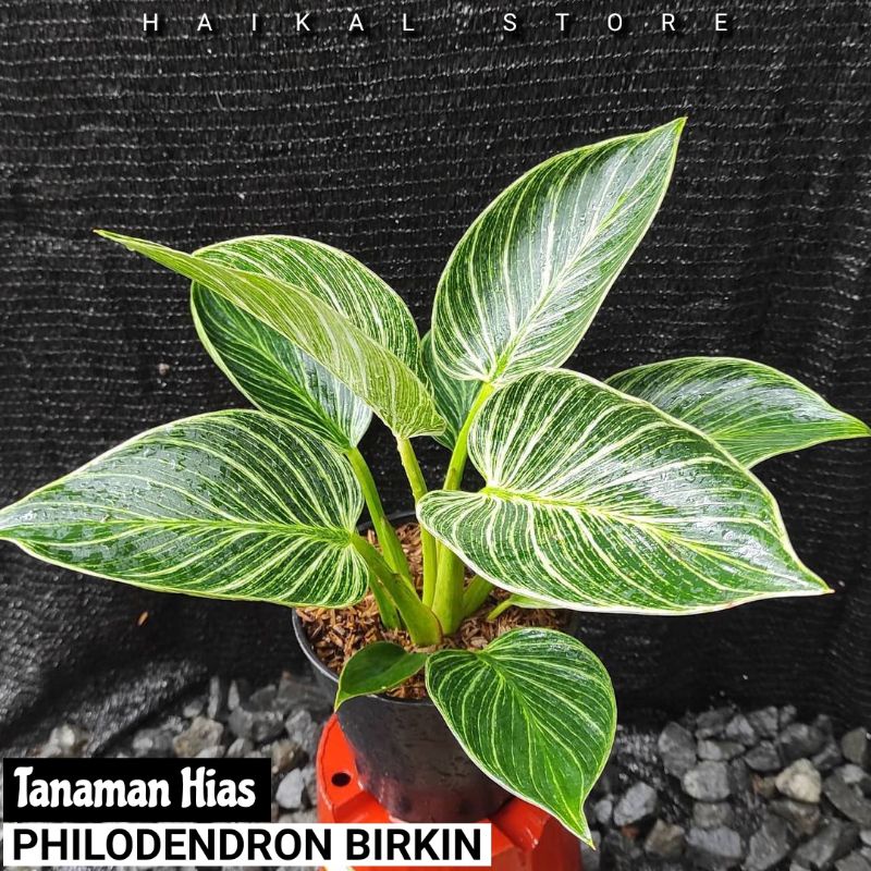 Tanaman Hias Philodendron Birkin - Philo birkin