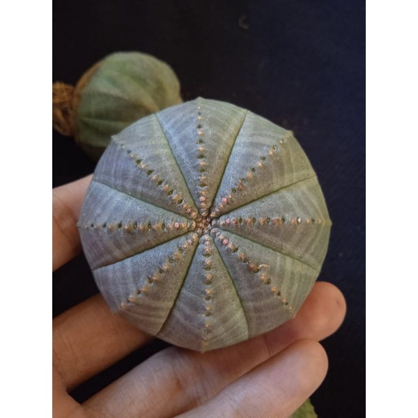 

euphorbia obesa