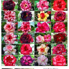Adenium tumpuk/kamboja tumpuk size a bunga