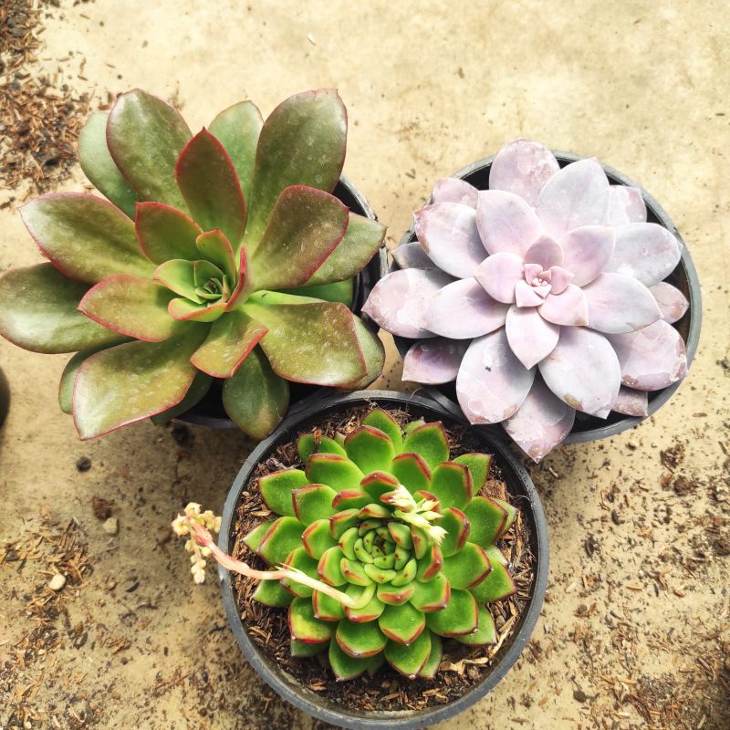 tanaman hias premium motif sukulen isi 4