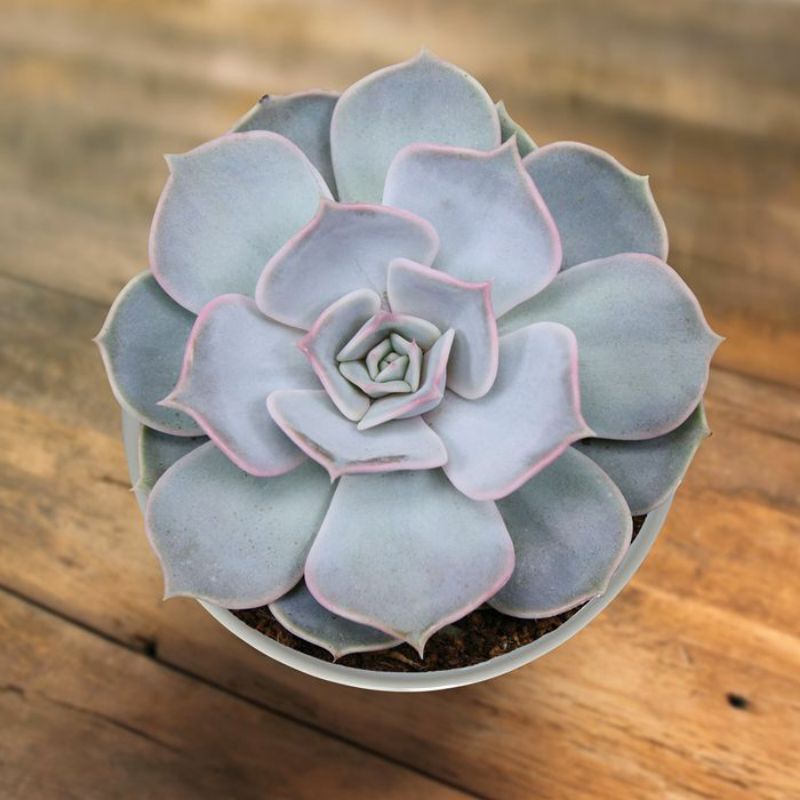 Sukulen Echeveria Lilacina