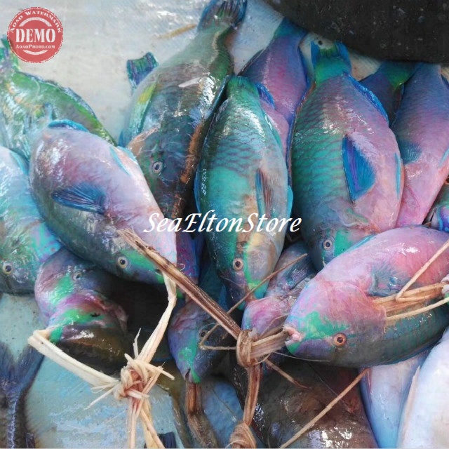 

Ikan Kaka Tua Segar Farrot Fish 1Kg // Fresh Kualitas Garansi Segar
