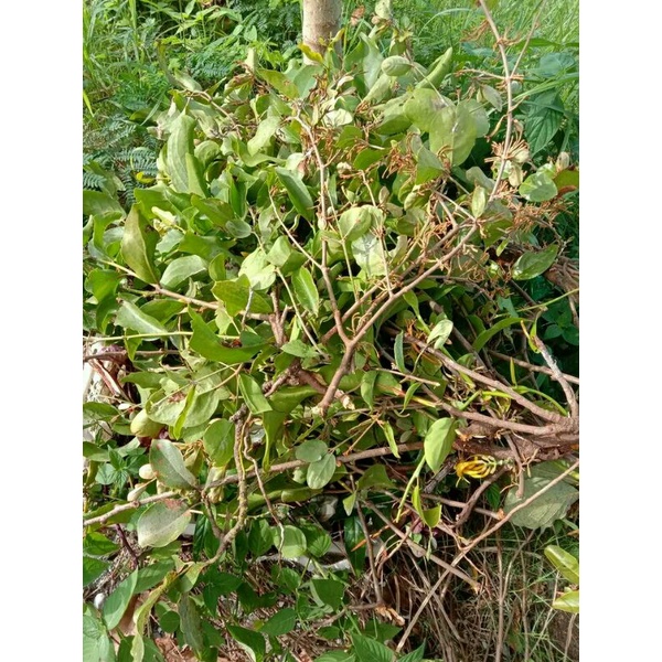 

benalu alpukat fres 250gram