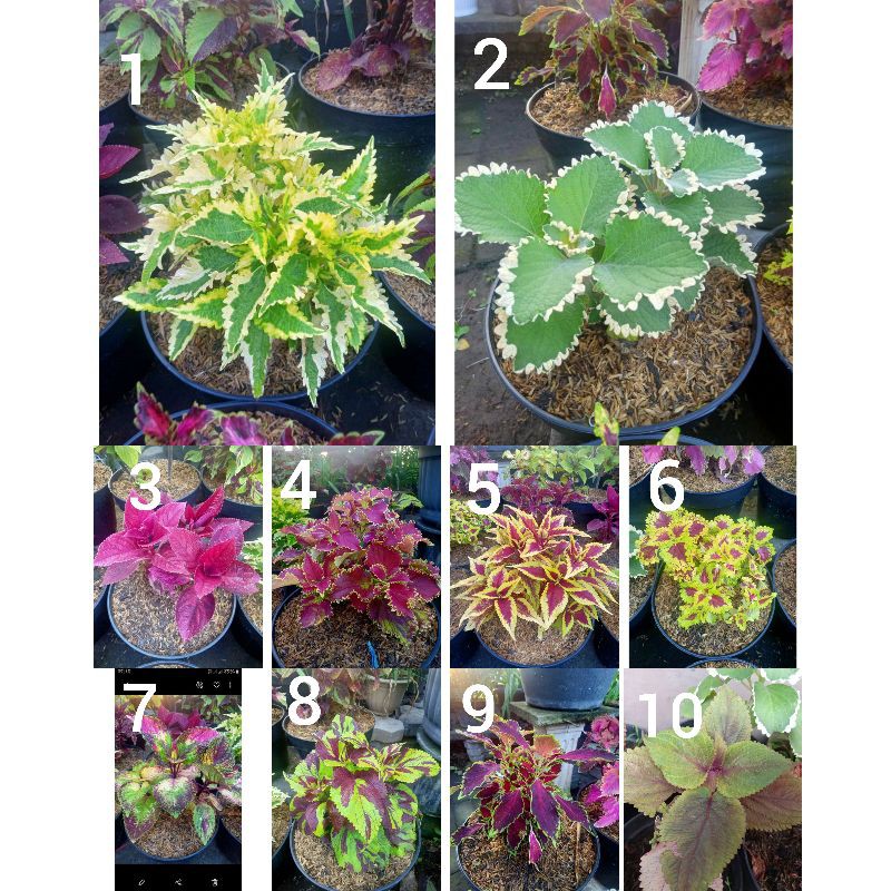 Bibit tanaman hias 10 pcs RANDOM bunga miana