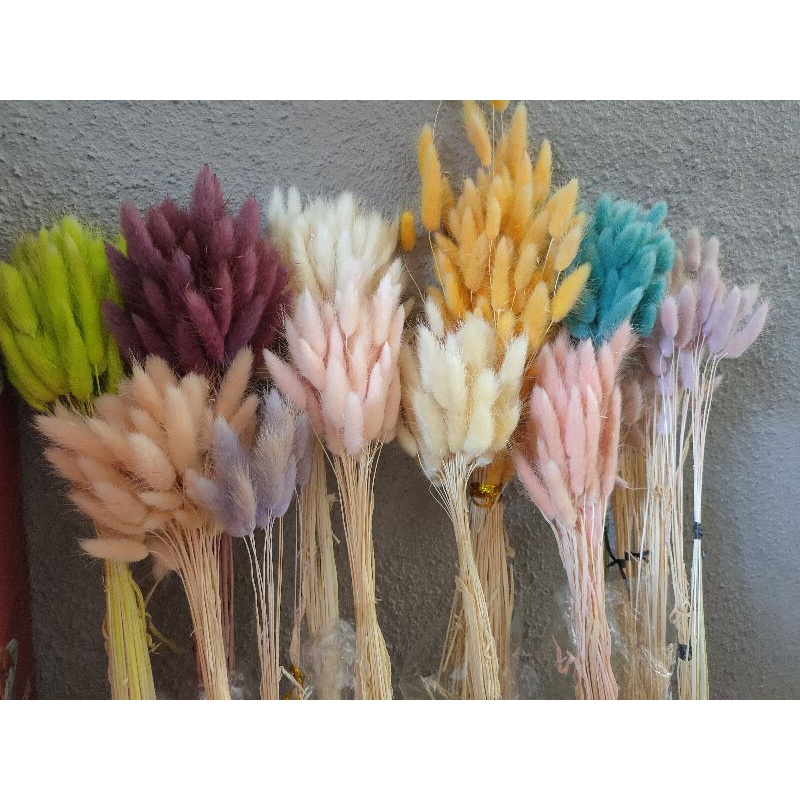 Jual Import Lagurus Bunny Tail Preserved Dried Flower Bunga Awetan Pcs Shopee Indonesia