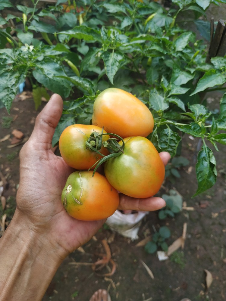 Payung Anak Pvc Karakter 4 Sisi Na