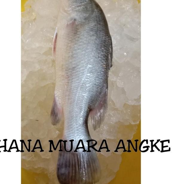 

➪ KAKAP PUTIH FRESH ✵