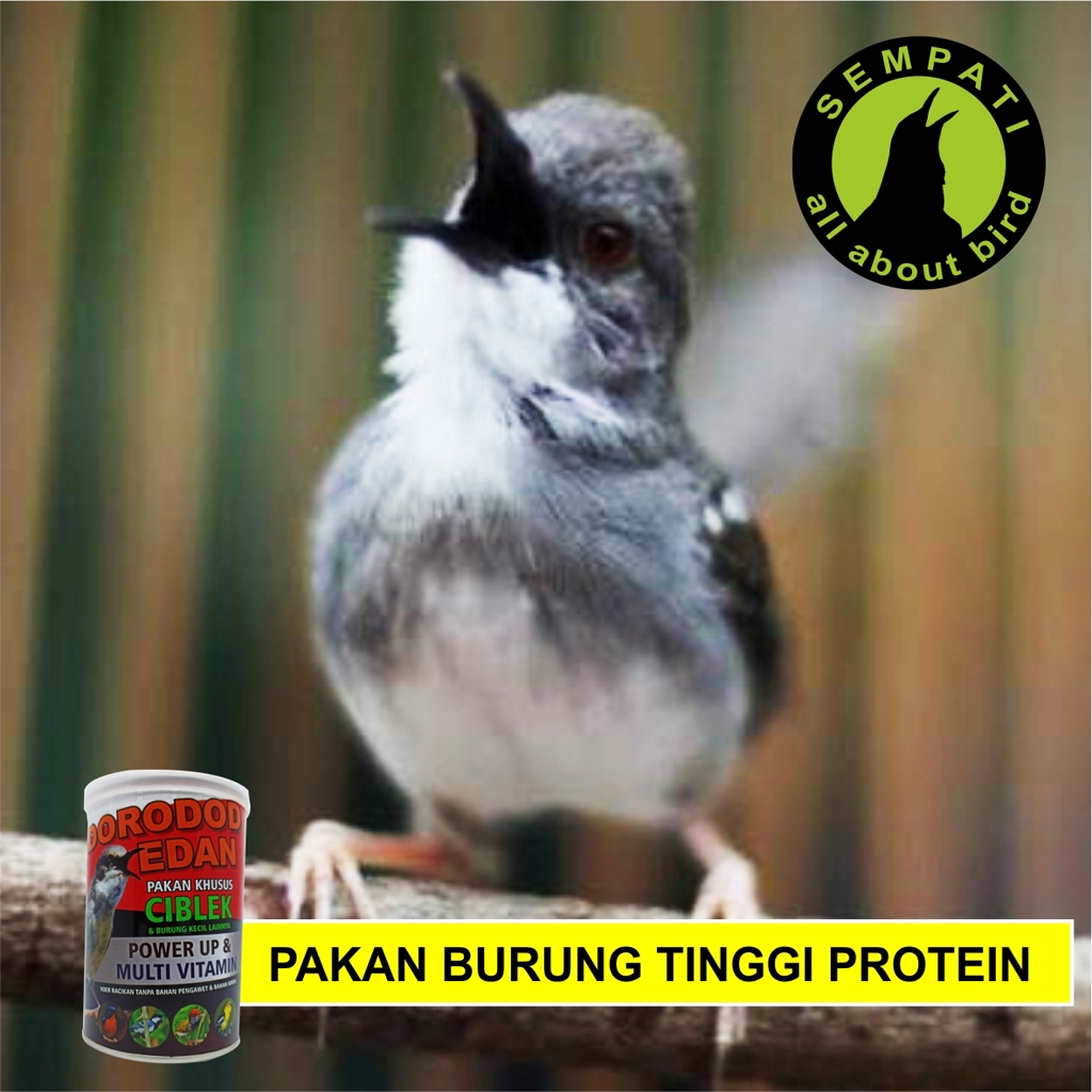 Dorodod Edan Ciblek Voer Halus Pakan Burung Ciblek Shopee Indonesia