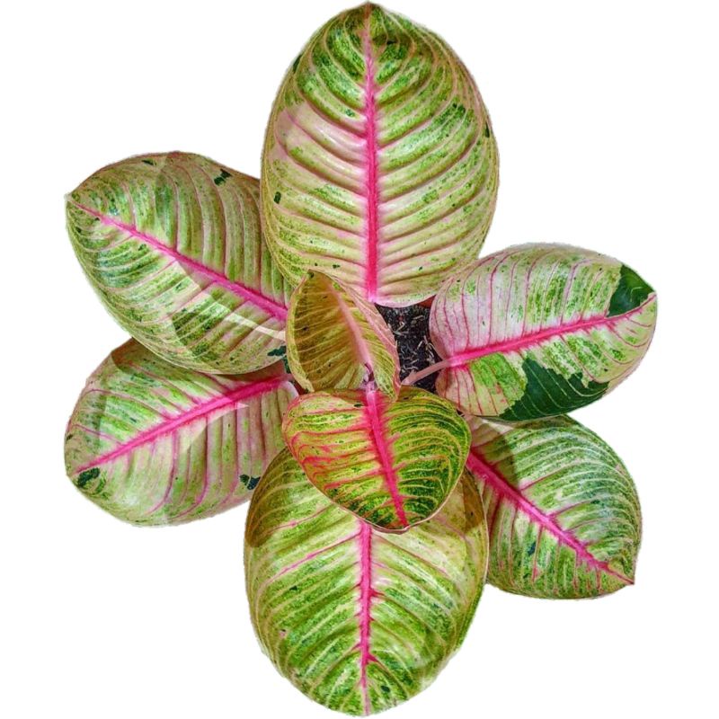 GOLIATH AGLONEMA CANTIK AGLAONEMA HIAS GOLIATH MURAH MERIAH