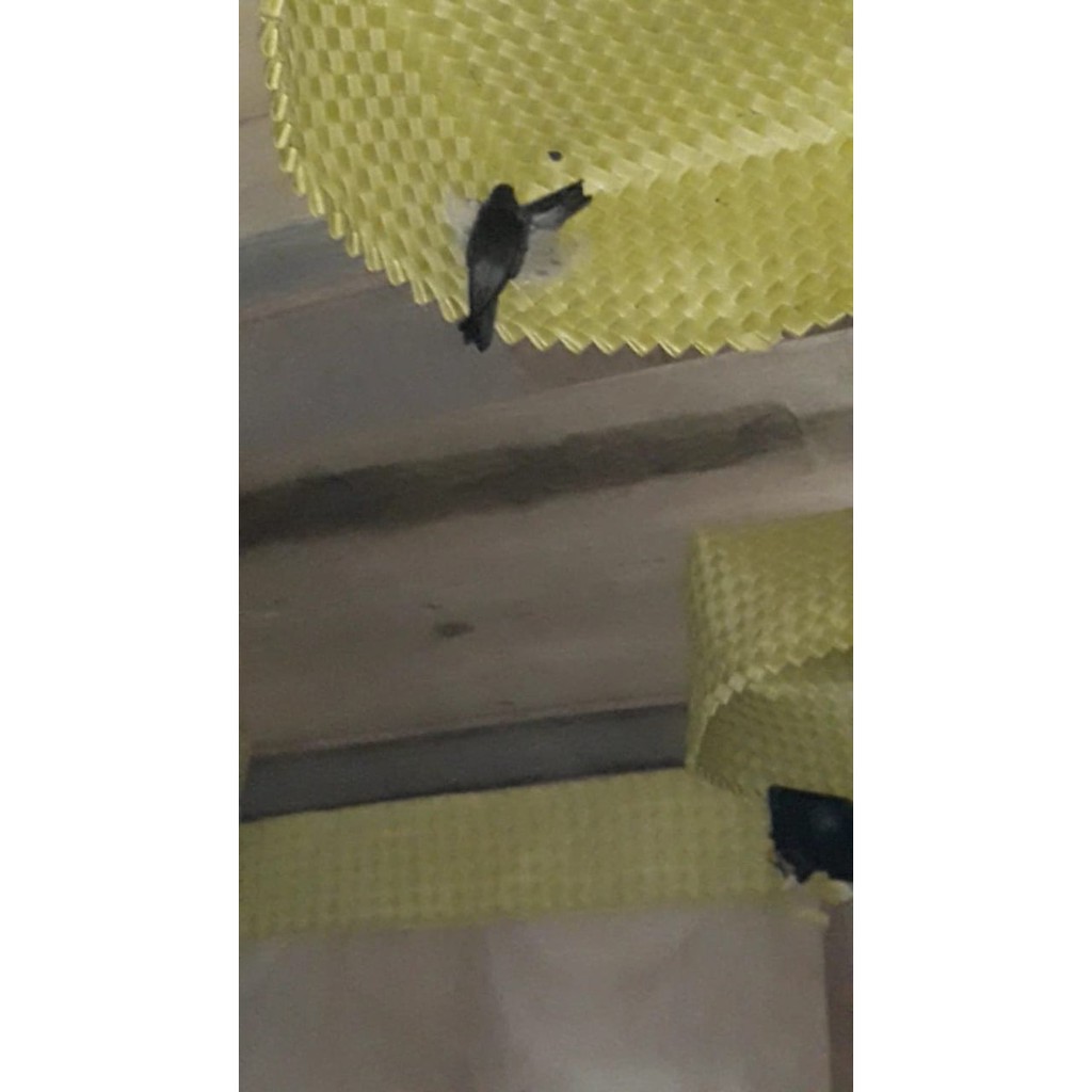 Besek Walet Kotak Plastik Anti Jamur 25x25 cm/besek walet /alat walet/ alat rumah walet / bakul wale