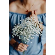 BABY BREATH | BUNGA BABY BREATH