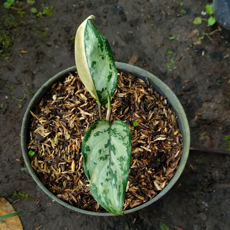 Tanaman Hias Aglonema Commutatum Variegata | Sri Rejeki Varigata | Comutatum