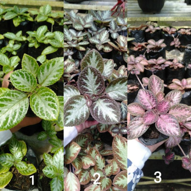 Bunga Epischia / bunga gantung episcia