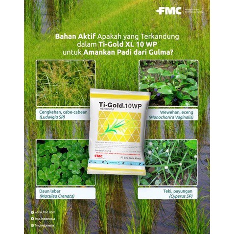 Herbisida Selektif untuk Sawah Ti Gold XL 10 WP