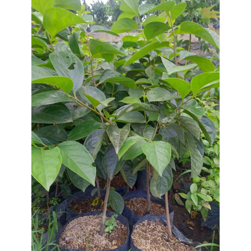 Bibit kesemek hasil cangkok