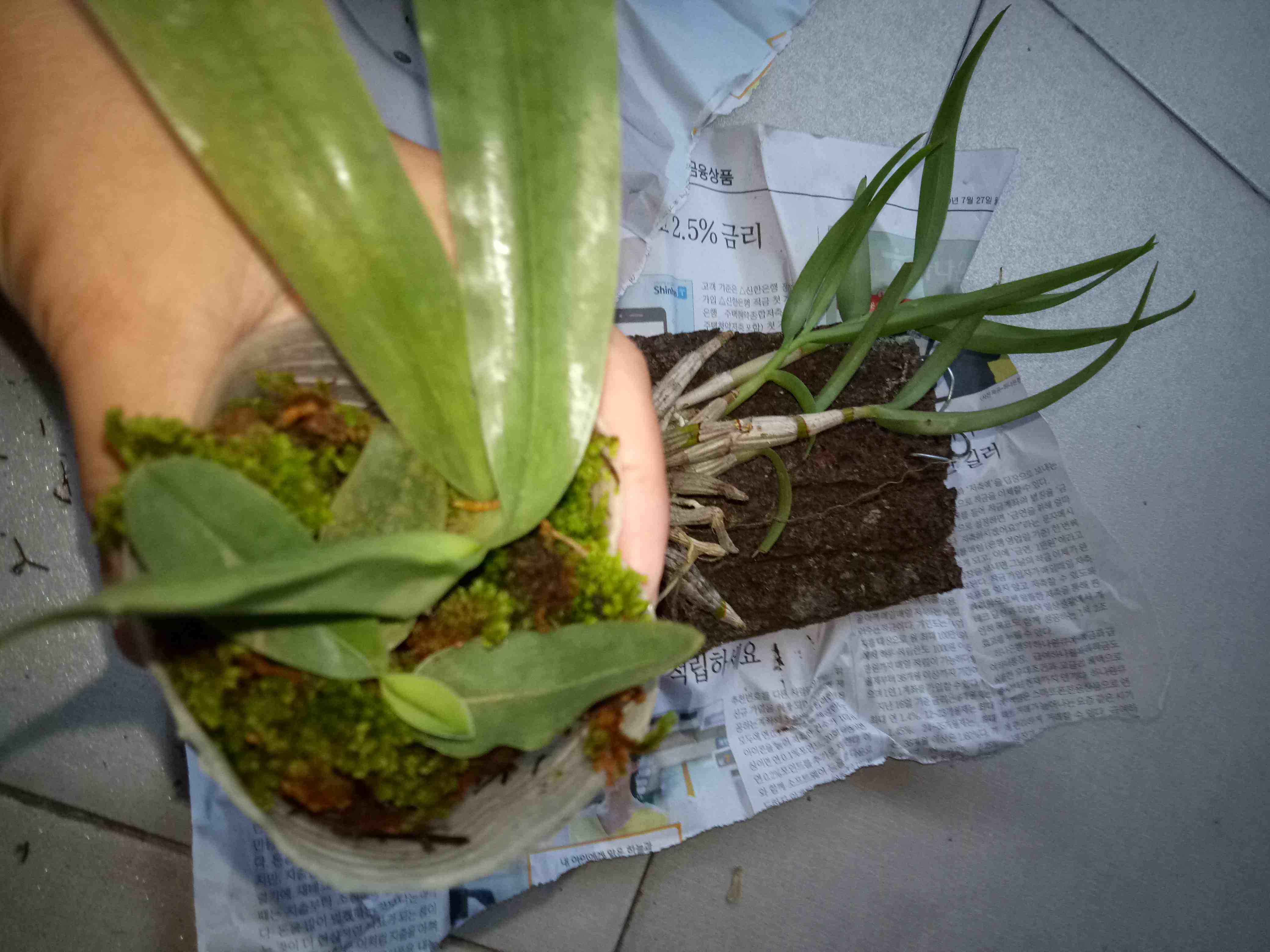 Papiopedillum Gloucophyllum