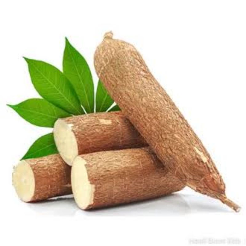 

UBI KAYU SINGKONG (cassava)