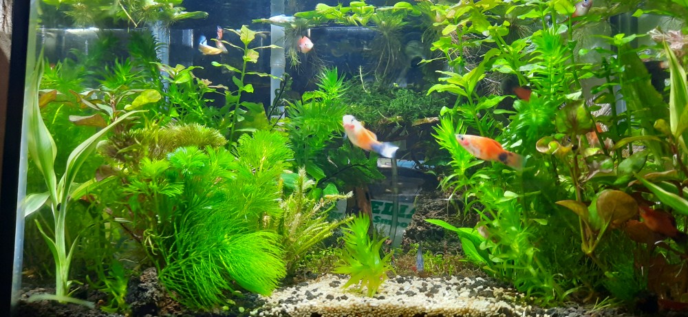Guppy Black Moscow
