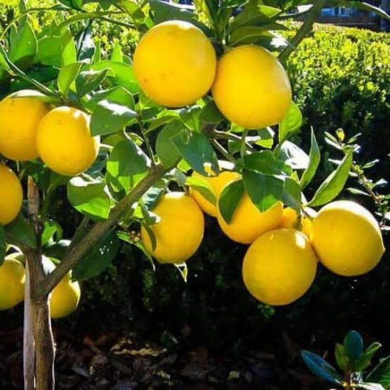 bibit jeruk lemon California/pohon buah jeruk lemon California