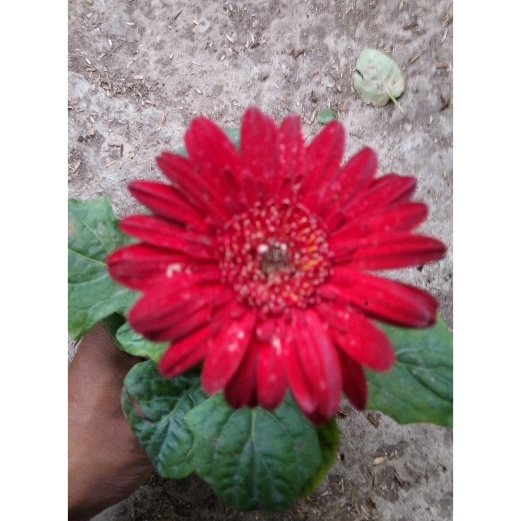 Tanaman Hias Bunga Gerbera - Herbras - Barberton Daisy