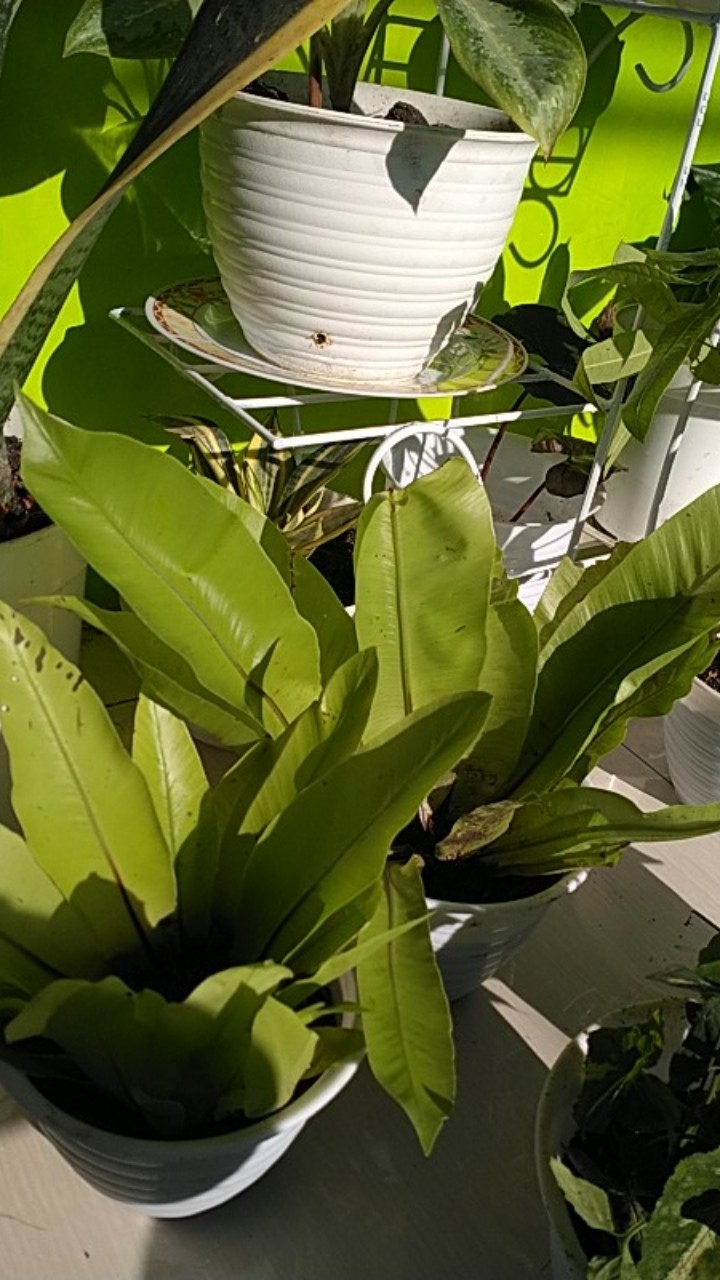 Tanaman Hias Kadaka Tempel / Kadaka Mini Termurah