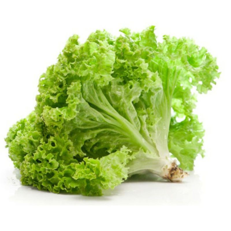 

Sayur Sayuran Selada Lalap 250 Gram Pasar Segar Depok