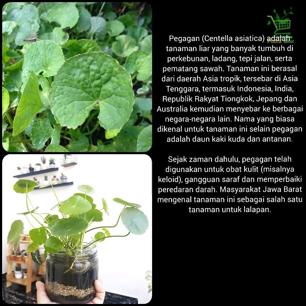 Bibit Tanaman Binahong Merah Pohon Daun Gendola Obat Herbal Shopee