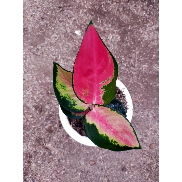 aglonema suksom pelangi