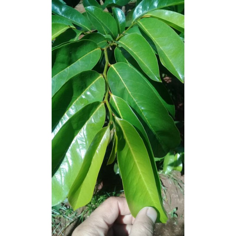 

daun sirsak segar 500 gram langsung petik