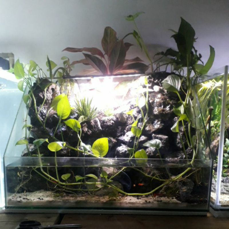 aquarium paludarium full set 60x35x35