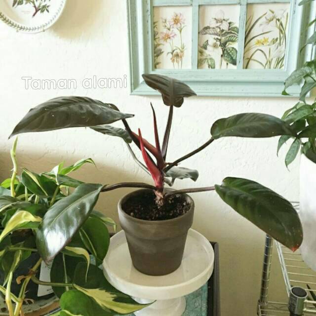 Tanaman hias black cardinal rambat - tanaman indoor black cardinal rambat