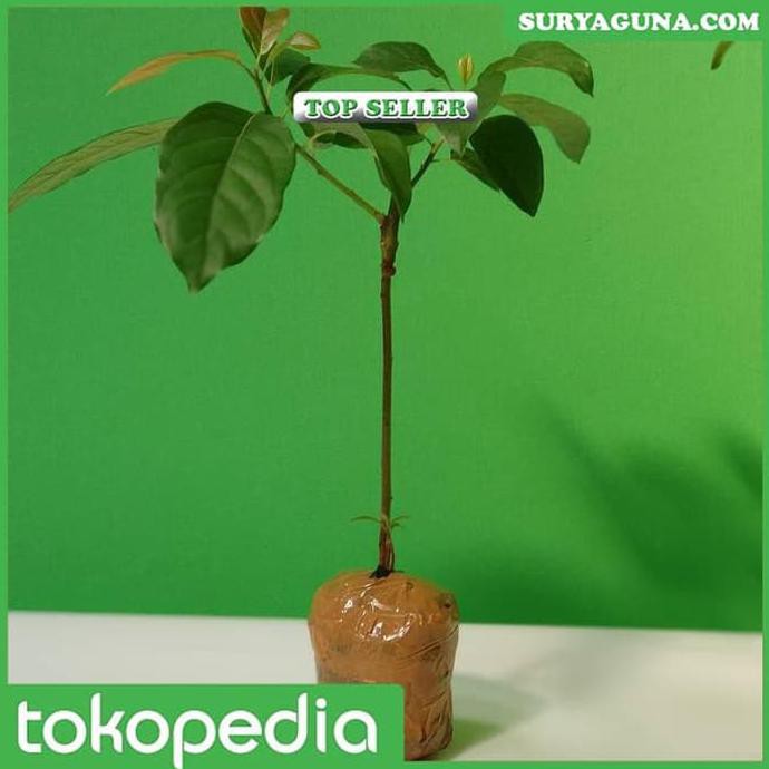 K0Y Jual Bibit Alpukat Mentega Miki Depok Kualitas Super Cr34TF