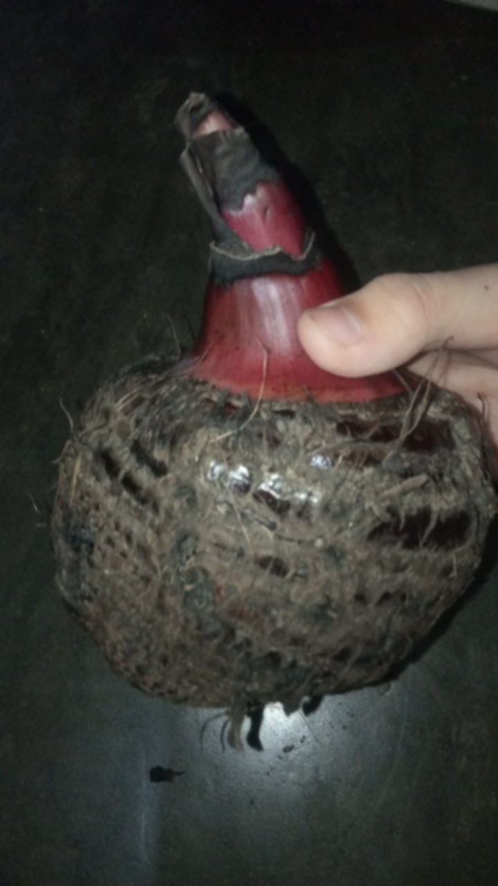 Bibit Unggul !!!, Jual Bibit Pisang Susu Merah, Jual Bibit Pisang Kidang Merah