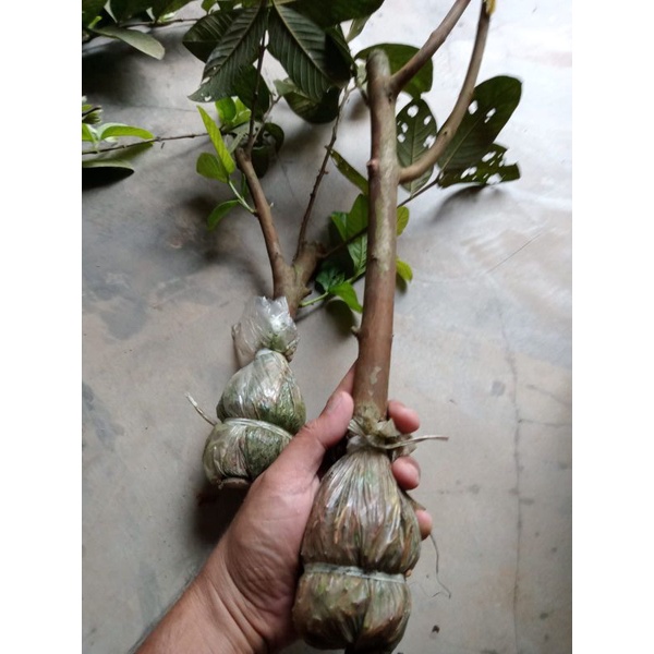 Cangkok Bibit Jambu Kristal Merah Jumbo (KMJ) Asal Banyuwangi