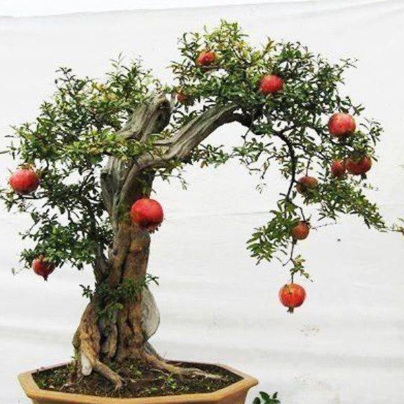 Benih DELIMA BONSAI Import Biji Buah