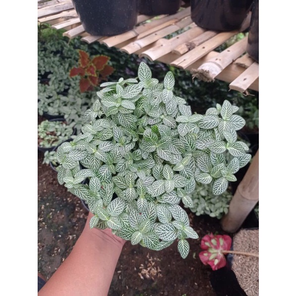 Tanaman Hias fitonia mini Green white