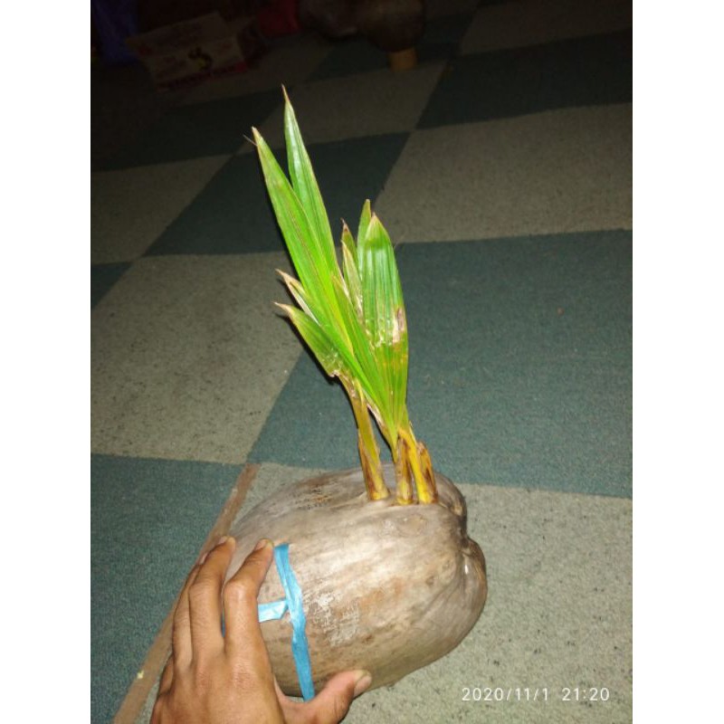 

kelapa tunas 3