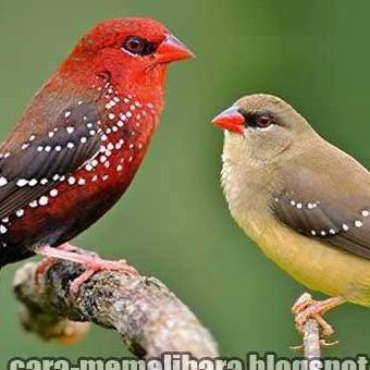 burung mprit setobery finch sepasang