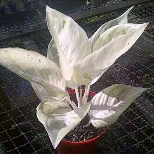 tanaman hias aglonema LEGACY salju bibit (bonggol)