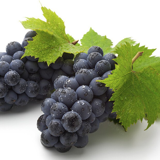 Isi 15 Butir Benih Buah Anggur Hitam Spesial untuk Wine / Blackcurrant Wine Import