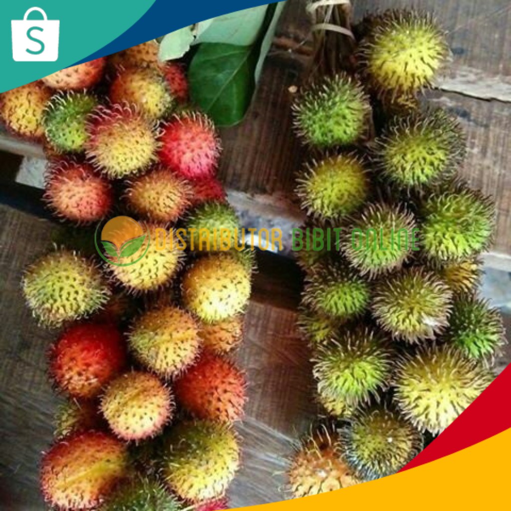 Bibit Buah Rambutan Rapiah Siap Berbunga