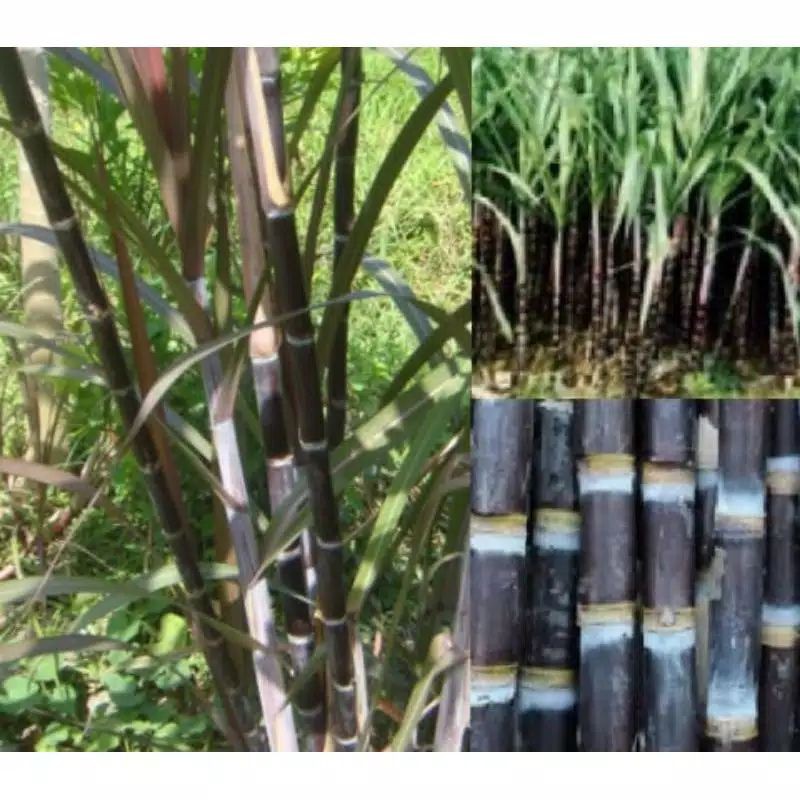 BIBIT TEBU HITAM UNTUK PENGOBATAN PER SETEK