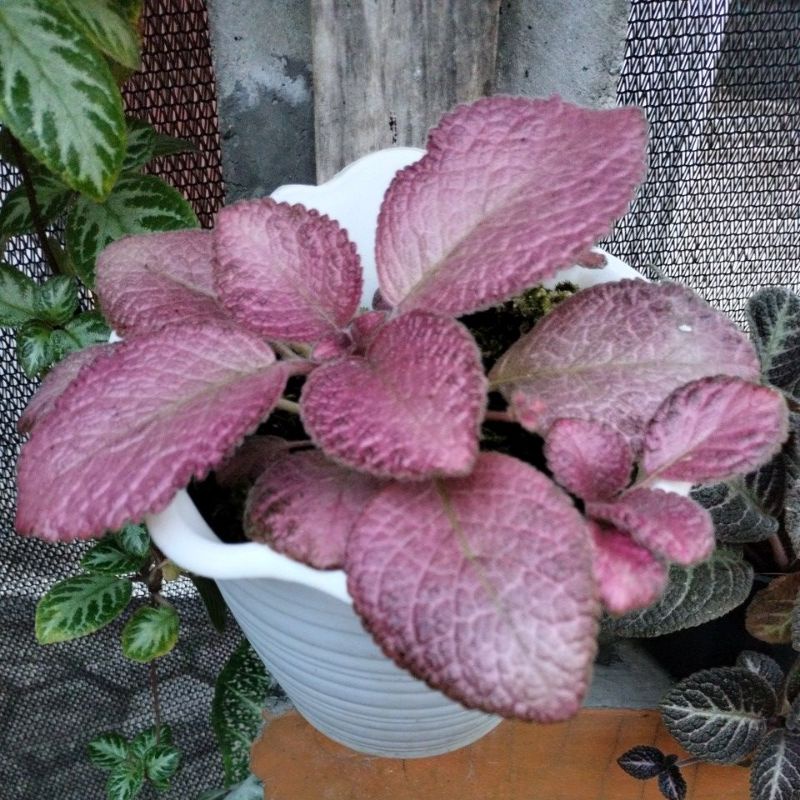 episcia pink Flaminggo murah