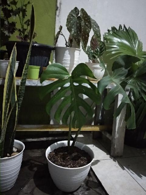  Tanaman  hias  Philodendron monstera deliciosa Shopee 